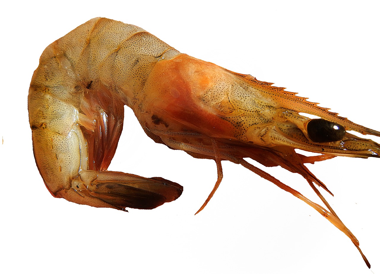 LOBSTER