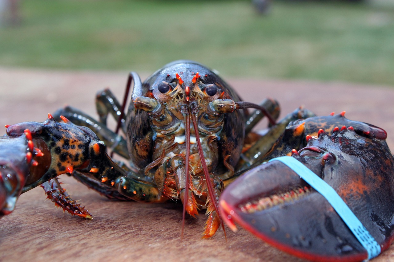 LOBSTER